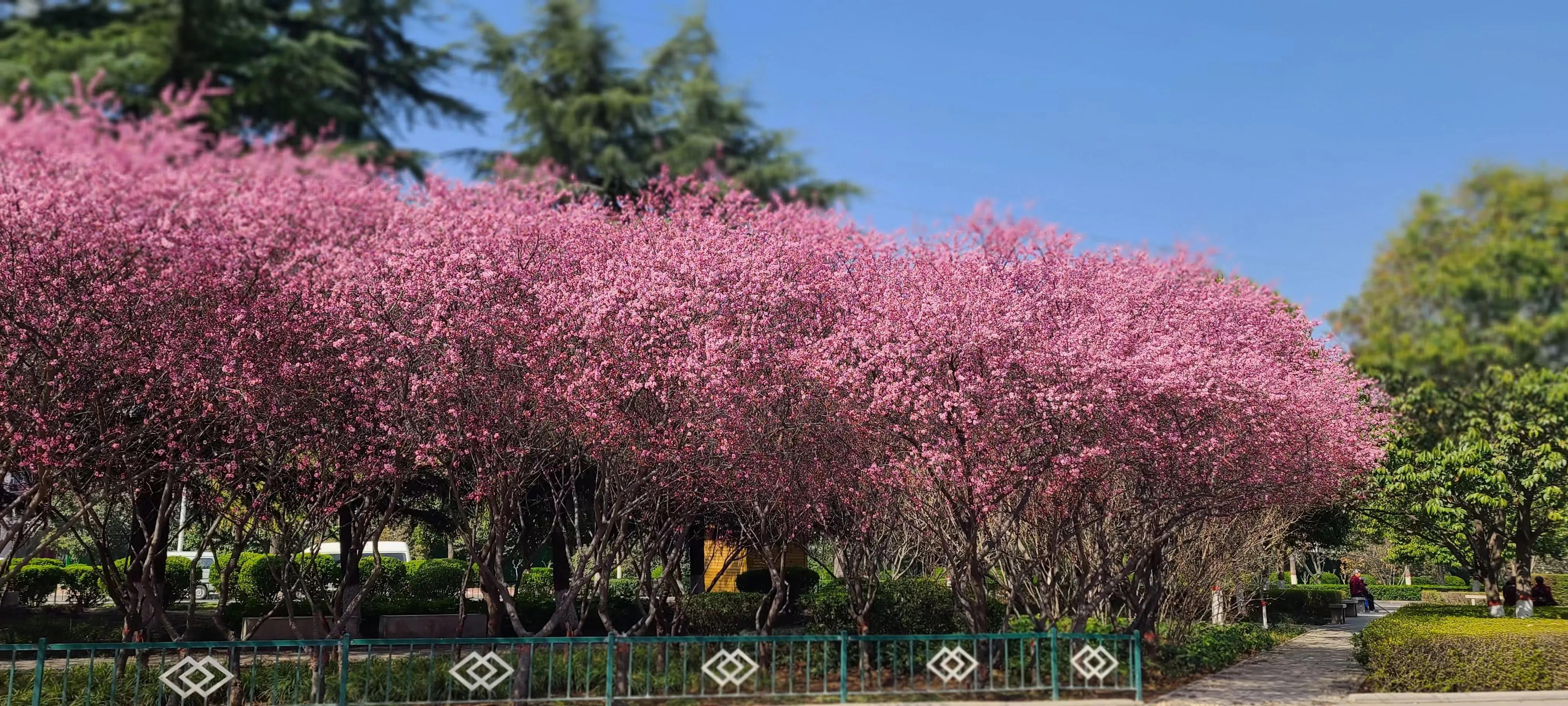 初春 那些浪漫的花事 图文原创 美人梅连翘美文美图美景 资讯咖