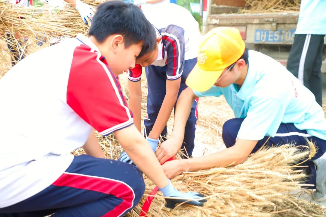校园里竟然掀起麦浪！曲阜这两个学校真有心