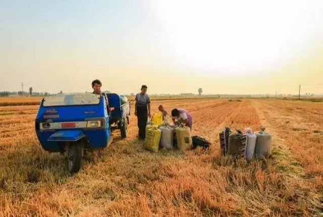 “天价”小麦让农民高兴异常，但收购价下跌，