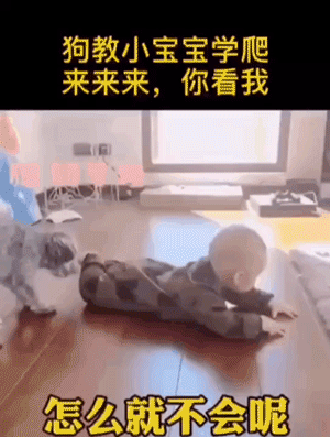 人类已经无法阻止宠物狗了……