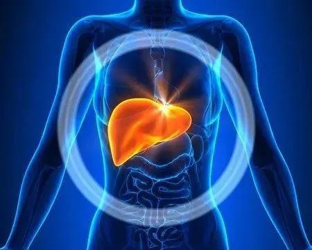 告诉你转氨酶高的真正原因.怎样才能保护好你的肝功能呢？