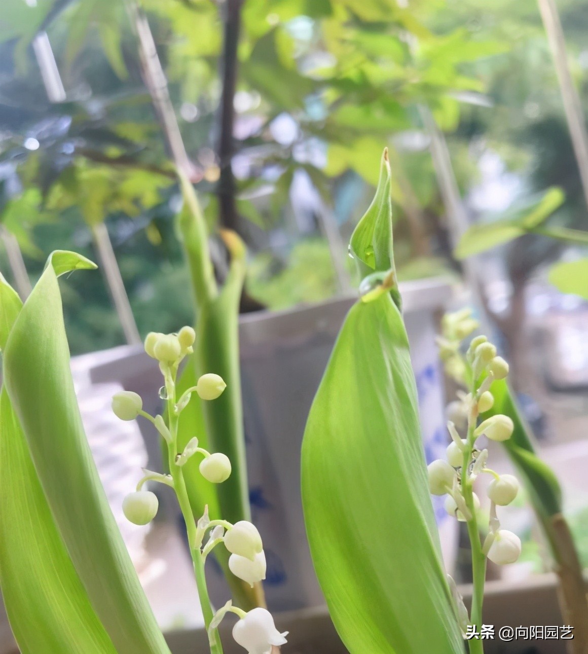 鈴蘭花怎麼養 先選對花苗 泥炭土栽種 開花的機率會更高 向陽園藝 Mdeditor