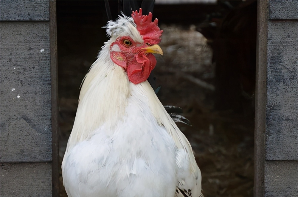 家禽养殖行业营销策划