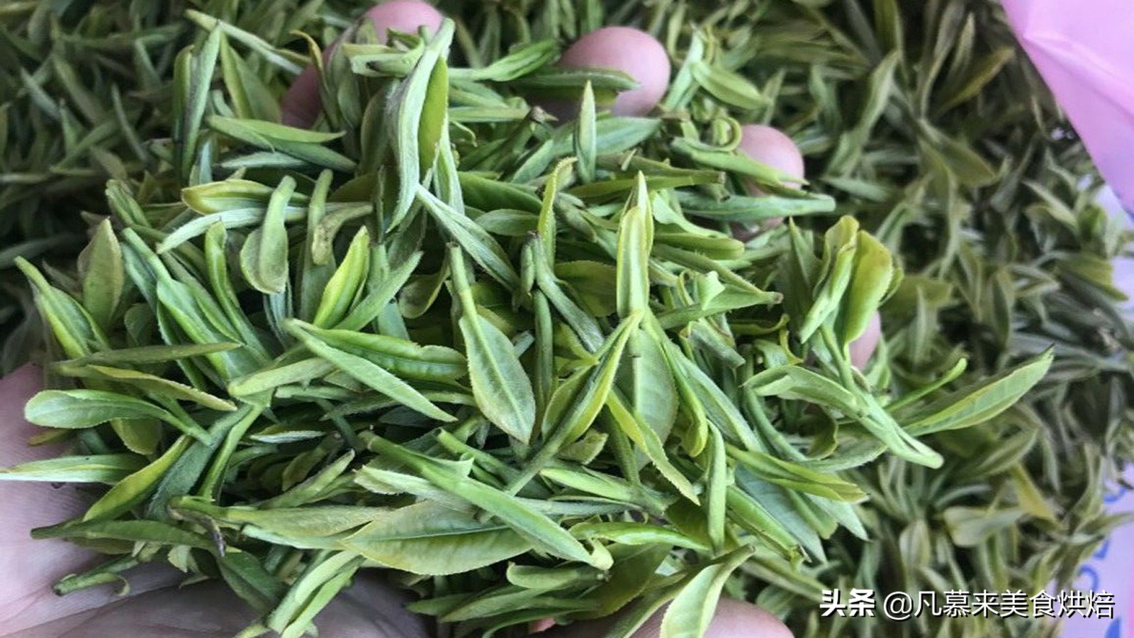 什么茶最好？茶叶品种？中国最好喝的30种名茶，如何选购茶叶