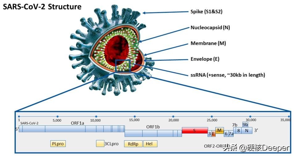 美国传染病学家命丢印度！全球对印度来客大封