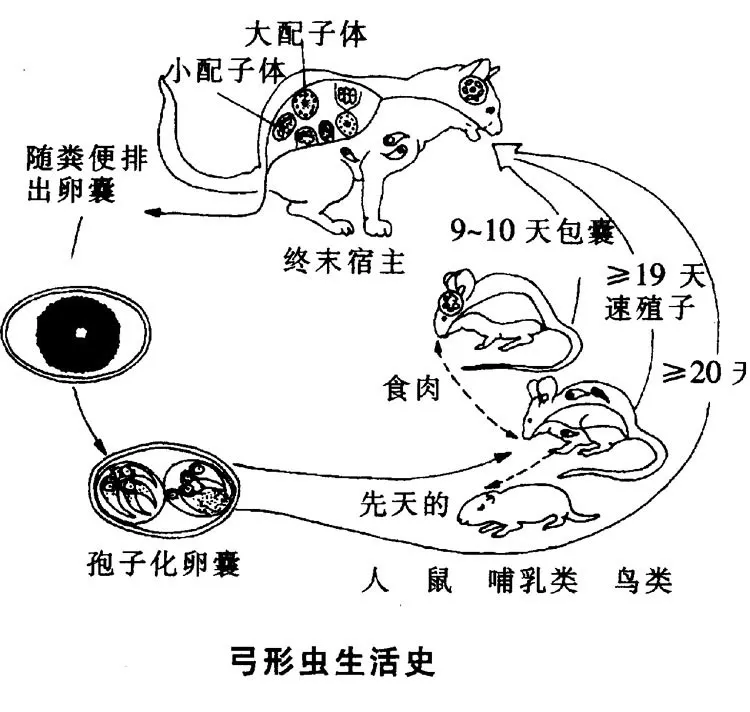 “弓形虫”不是洪水猛兽，无需恐慌，也不能大意