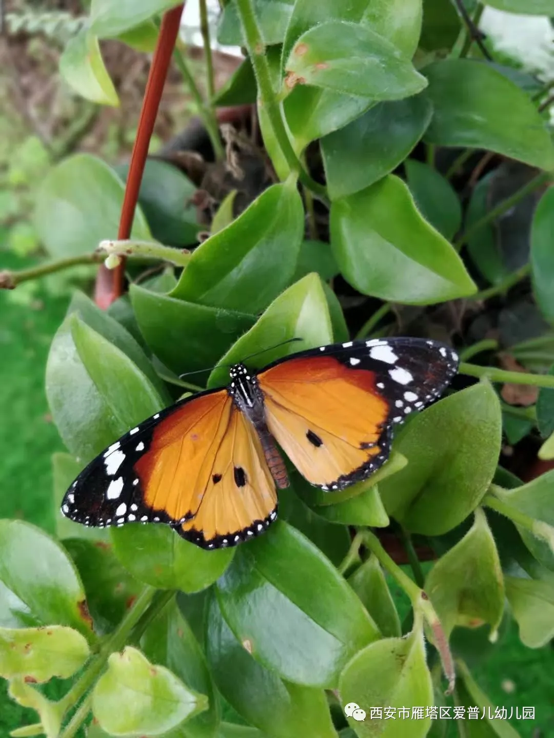 ����عˡ����ն��׶�԰�а�����ѧ��ʵ�߽���δ��