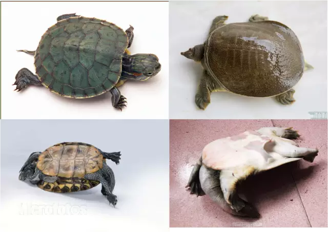 鳖甲的妙用:滋阴潜阳,软坚散结