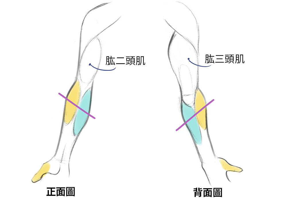 绘画新手如何快速画出人体肌肉？人体肌肉绘画指南