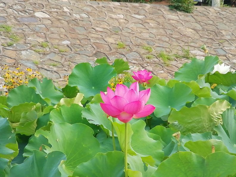 今日头条，一个第一时间传播正能量又敢于直面问题的地方