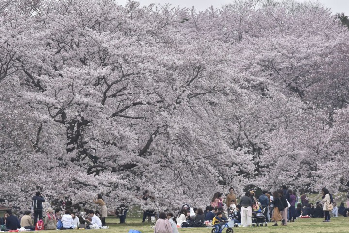 东京樱花景点top及看点情报 21年 东京本地帮 Mdeditor