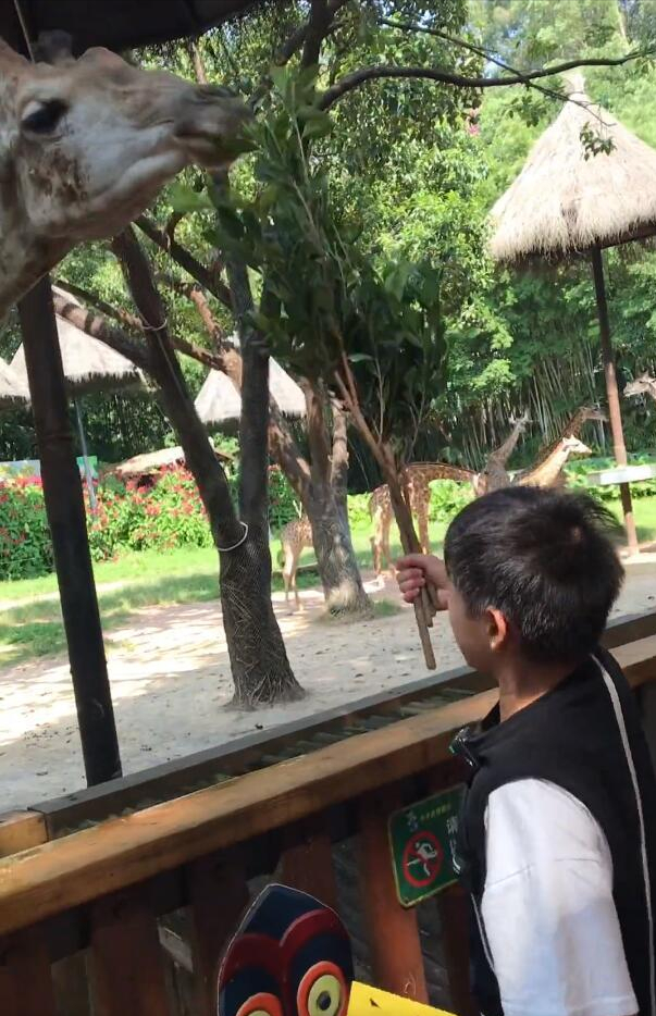 虽迟但到！全红婵再度达成一大心愿，却为何不通过社媒分享喜悦？