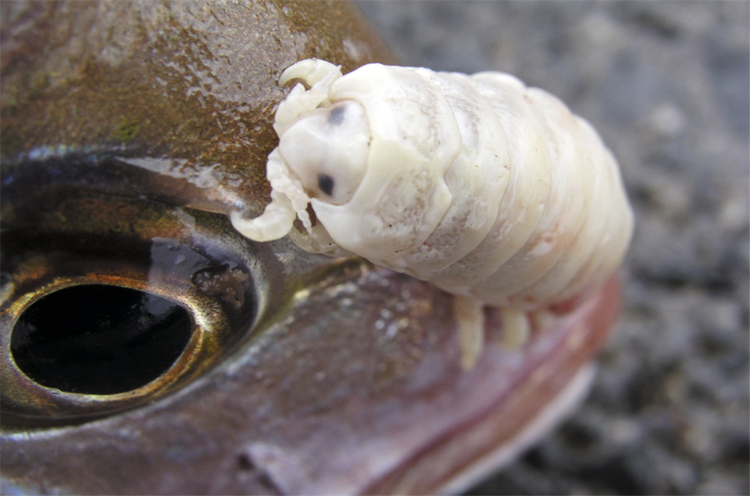 寄生虫“拔掉”鱼的舌头，自主转变性别，从此走上虫生巅峰