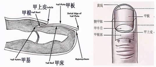 月牙是什么？为啥有的指甲没有月牙？这样代表不健康吗