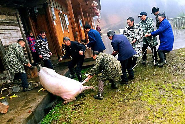 屠企“驱虎呑狼”，猪市里跌声一片，未来猪价