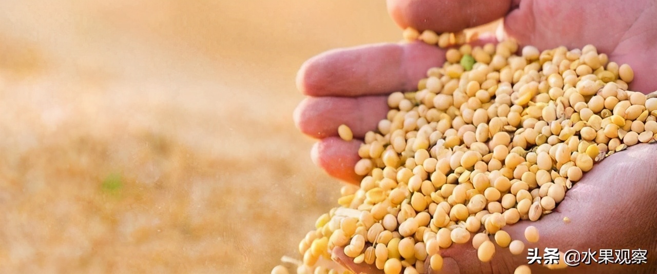 大豆过度依赖进口，中国探索大豆发展新路径