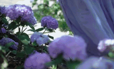 网红李子柒和国家院士袁隆平一起“获奖”？李