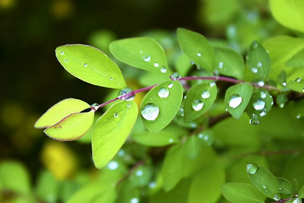 丁宁初夏雨 好长故山薇，古诗词里初夏的雨，那么美好-第13张图片-非凡网