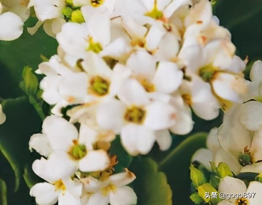 长寿花之美 Mp头条