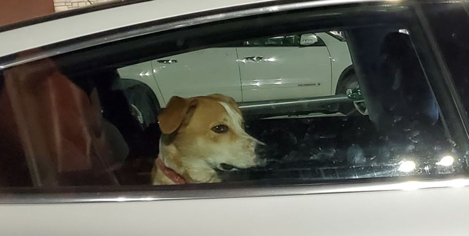 网友看到狗子被困车内，欲砸窗营救，走近看清之后果断放弃