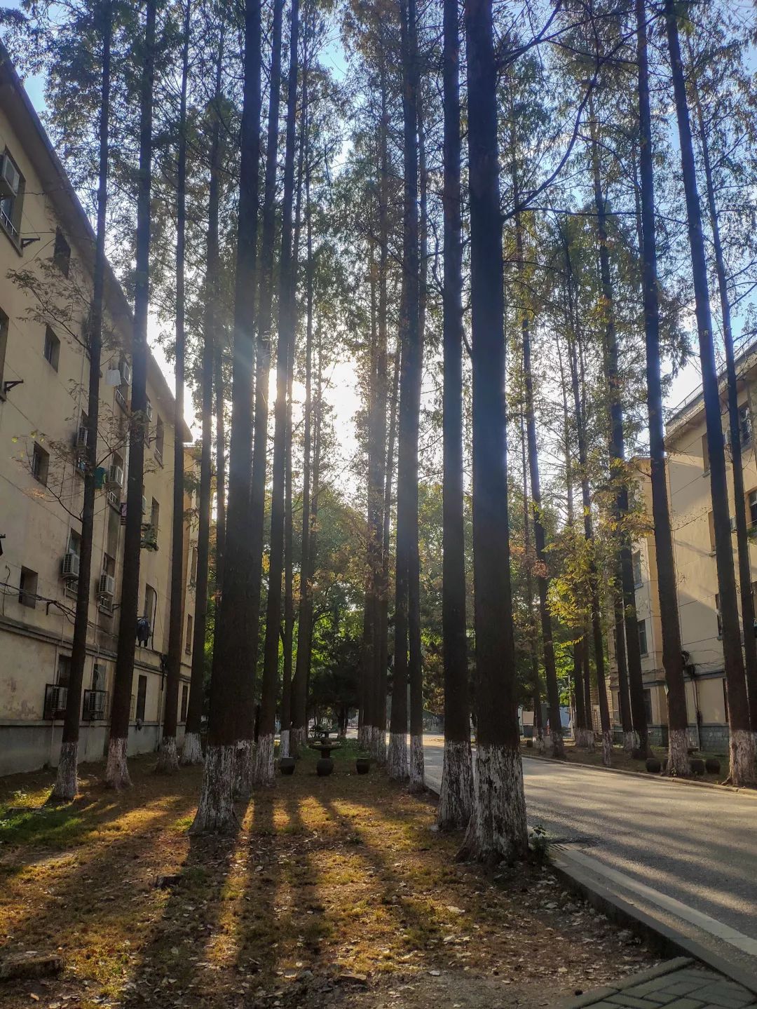 秋天的武汉理工大学校园：五彩斑斓，挺漂亮的（多图）…
