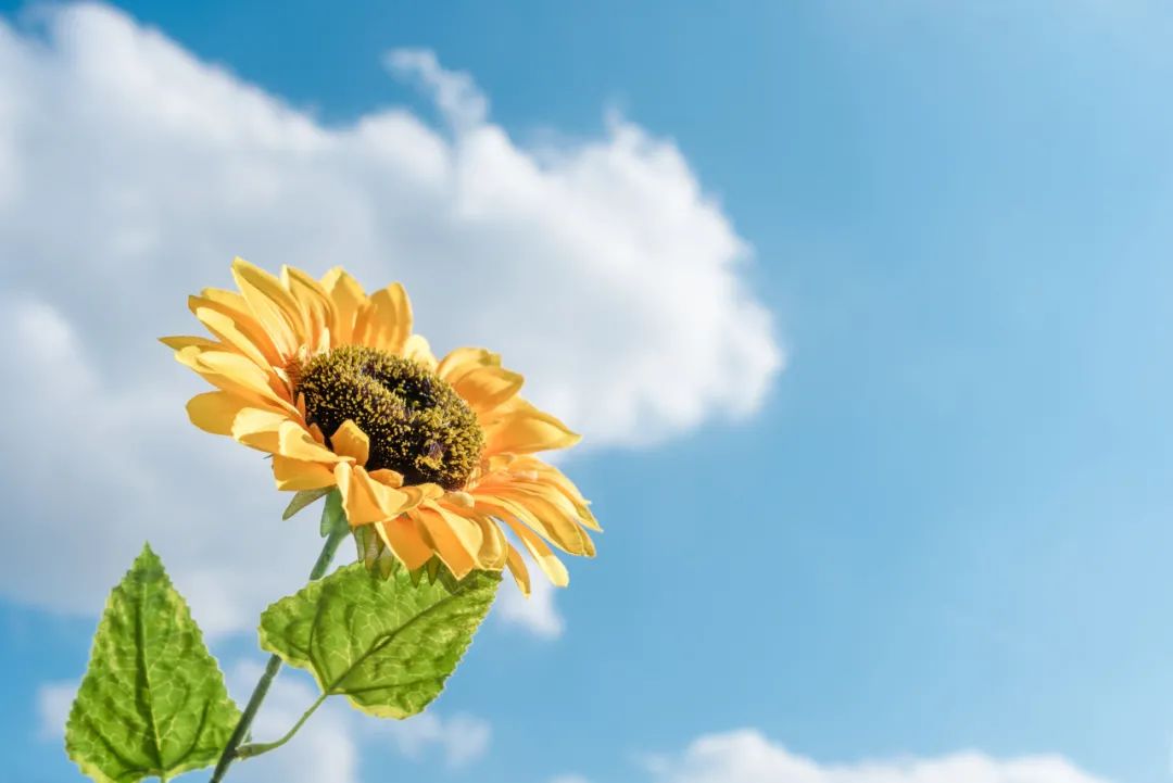 心态好了，人生就顺了