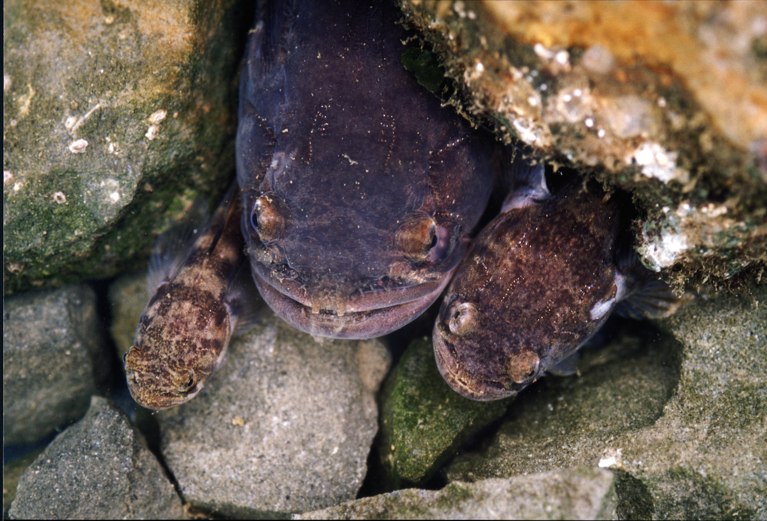 動物的4個有趣性星空体育官网入口网站，斑光蟾魚會“占便宜”，雌雪貂不交配會死