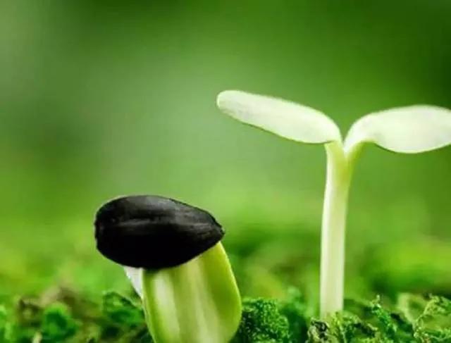 网红逆袭推广大使，李子柒的成功有迹可寻