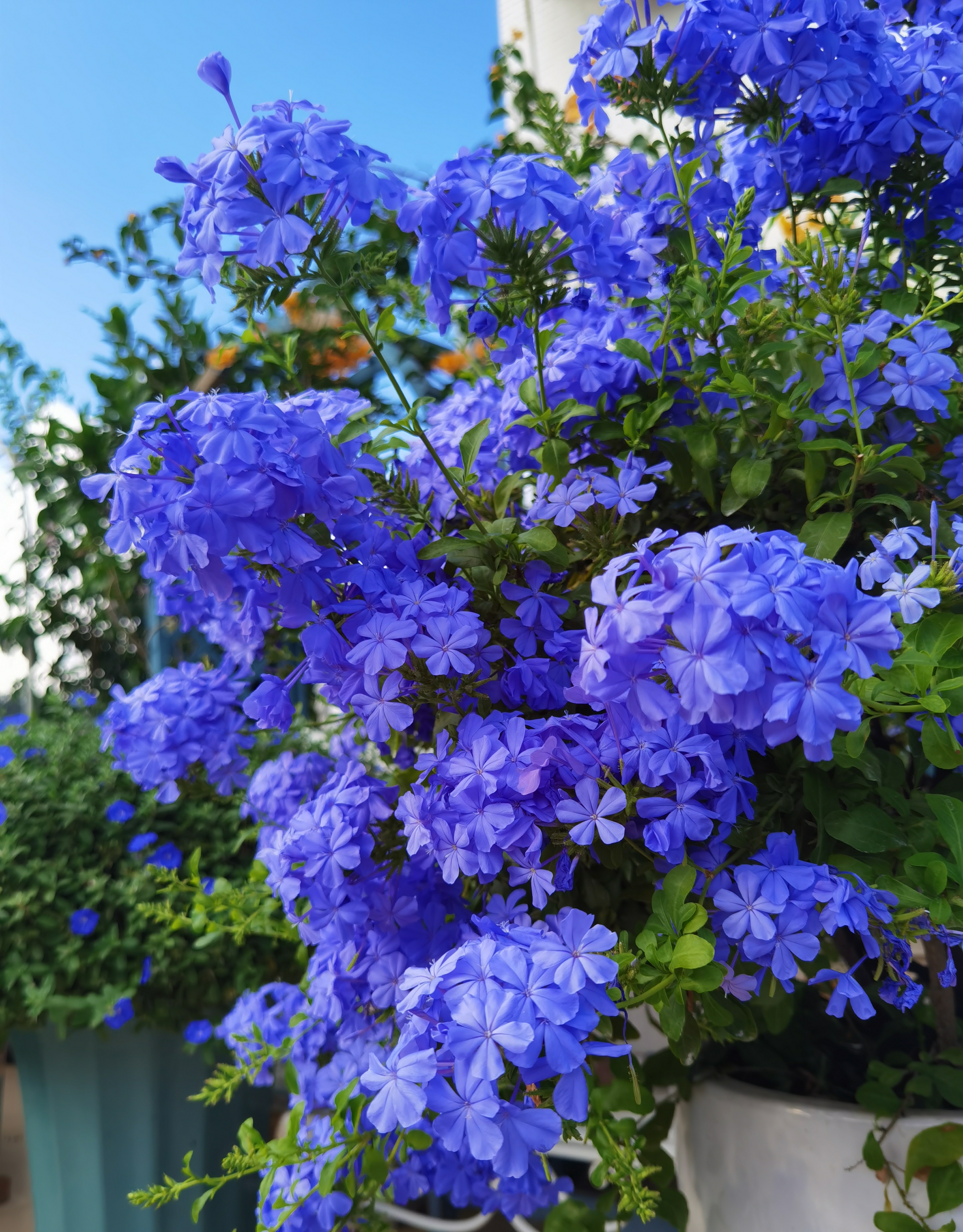 8种耐热植物 适合六月养 好养易打理 观赏价值高 阳台也能养 资讯咖