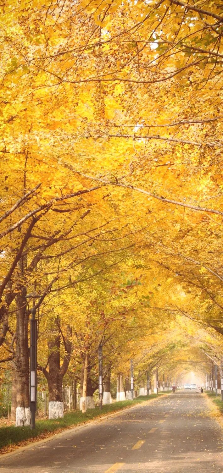 Have you seen the Ginkgo Tunnel?  Transformed into a golden ocean in November, more spectacular than Tengchong, more dreamy than Beijing