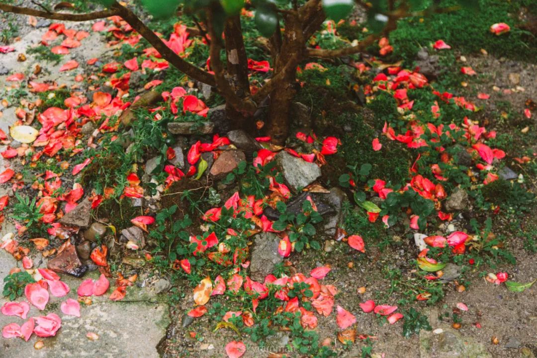花瓣飘落的唯美句子  形容樱花瓣落满地的诗句图片