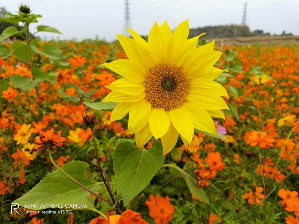 Millet " with a rustle quiver " , realme V15 is behaved integratedly really more sexual price is compared