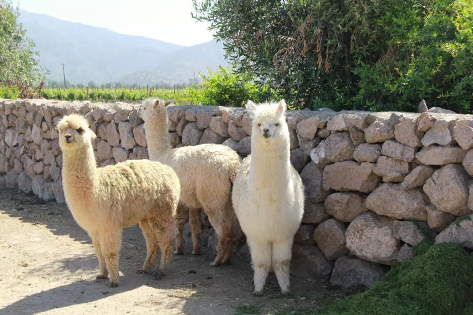 美国上亿民众有救？美专家：“神兽”羊驼血液