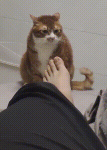 Feline Mi loves to sniff host smelly leg, "Above " hind bite a foot, master one foot spurn, it still holds out bear grudges