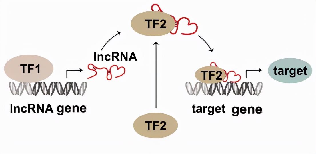 让你的lncRNA摆脱miRNA的束缚（中）