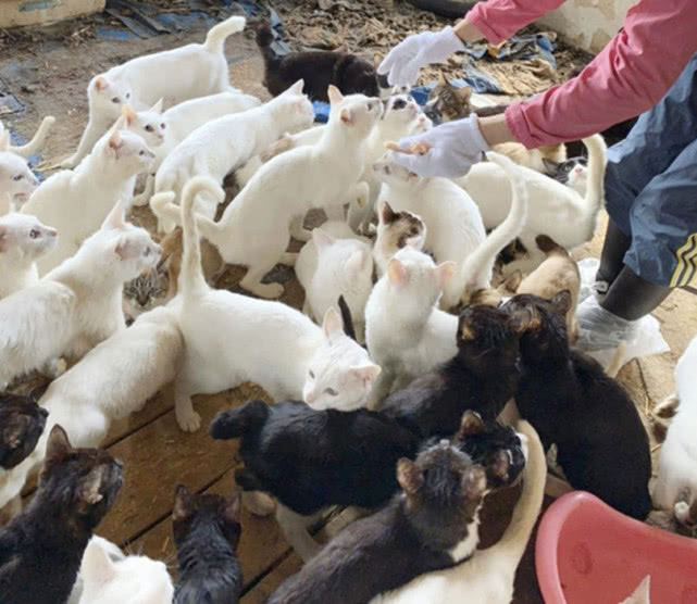猫咪集中营？日本一户民居挤满238只猫，骨瘦如