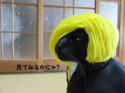 主人给黑猫戴上头套 气质立马就变得狂拽酷炫吊炸天 宠物 蛋蛋赞