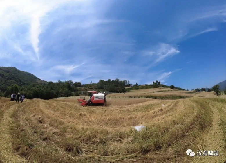 汉滨：以工促农 夏粮丰收