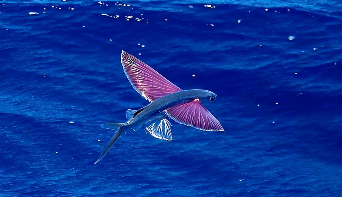 飞鱼我也不想飞啊实在是水里对手太强