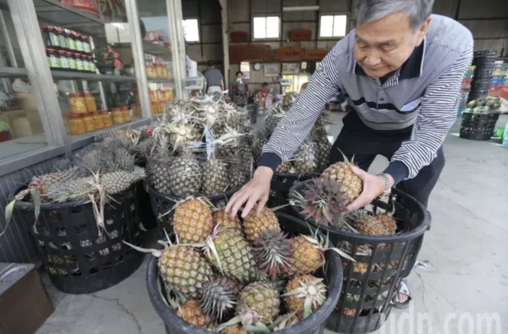 大陸暫停台灣菠蘿進口，蔡當局的對策居然是：大家一起吃