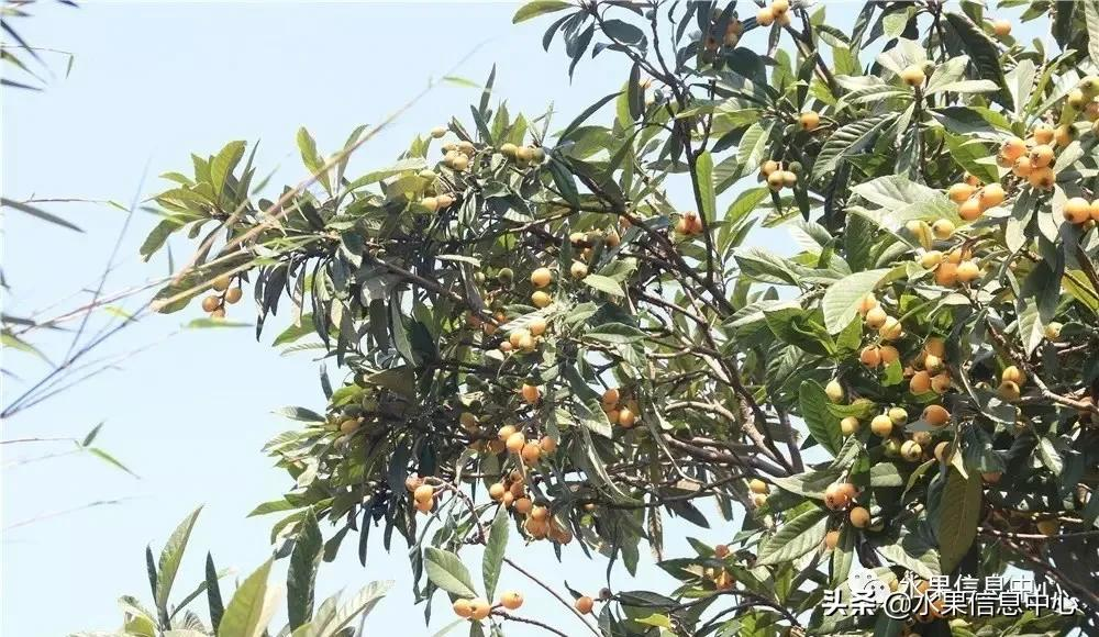 中國(guó)到底哪里的枇杷最好吃?