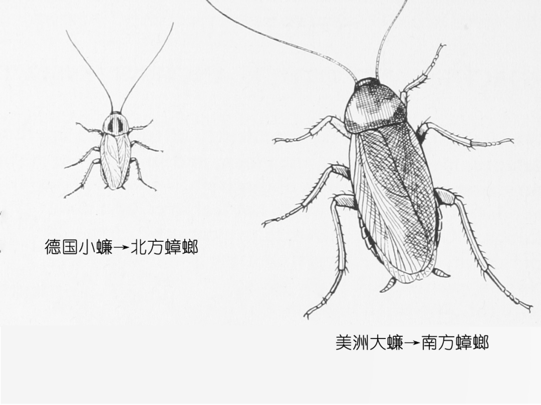 蟑螂入藥你敢吃嗎？蟑螂存在了約3.5億年之久，可以治療癌症？