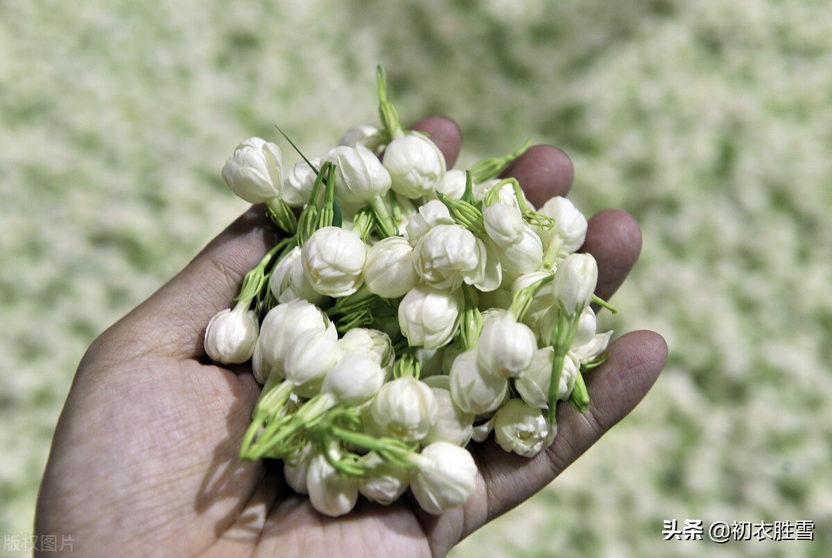 夏花茉莉美诗八首赏读：著人茉莉花如雪，茉莉心香细雨天-第4张图片-诗句网