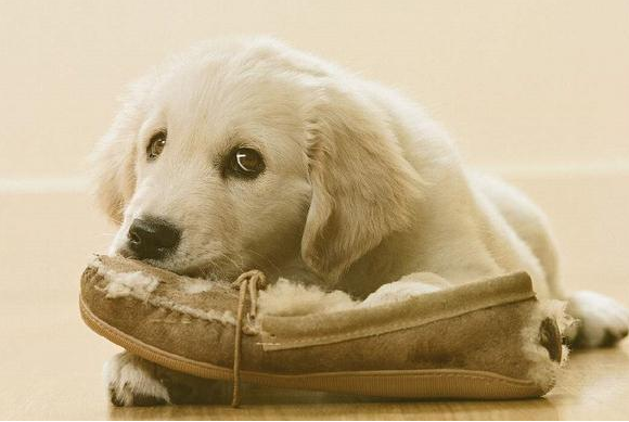 注意：狗狗咬鞋子的原因，可能并不是贪玩