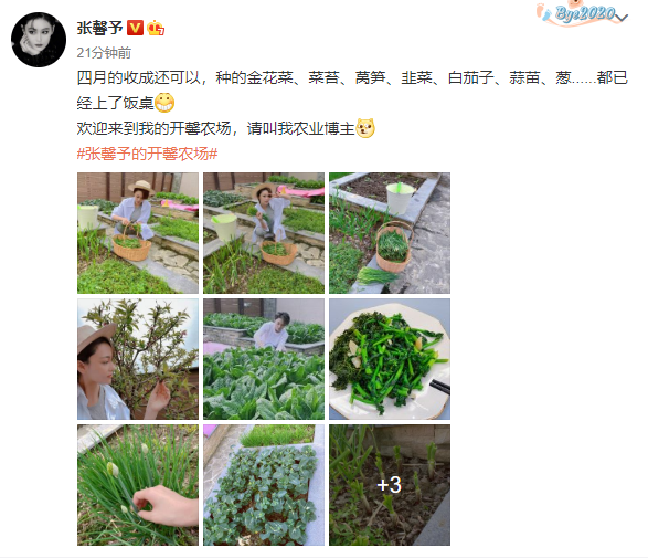 Zhang Xin grants farm big bumper harvest, bask in husband perspective beauty to illuminate, wearing air of the simple and bare-handed ground connection that pick food