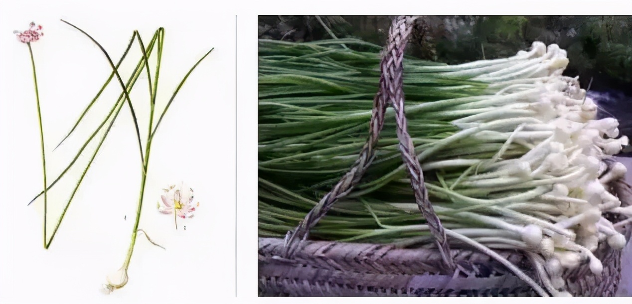 那些好吃又 有毒 的野菜 你都了解吗 资讯咖
