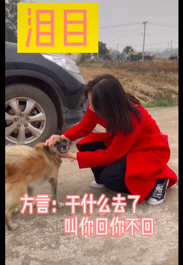 新娘出嫁，田园犬跟着婚车狂奔十几公里，最后因精疲力尽才停下来