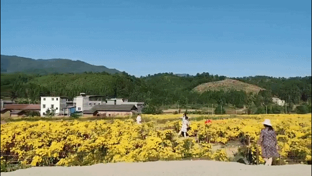准备打卡！金丝皇菊花海、银杏...周末来南雄这条线，玩法不重复