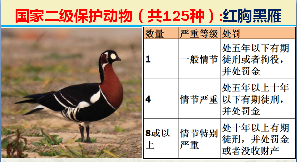 国家最新125类二级野生保护名录，图片及违法对应刑责