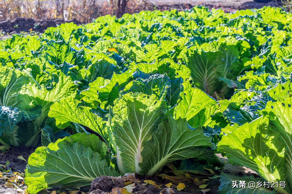 農村種植大白菜三大注意 早施肥巧防蟲 鄉村21號 Mdeditor